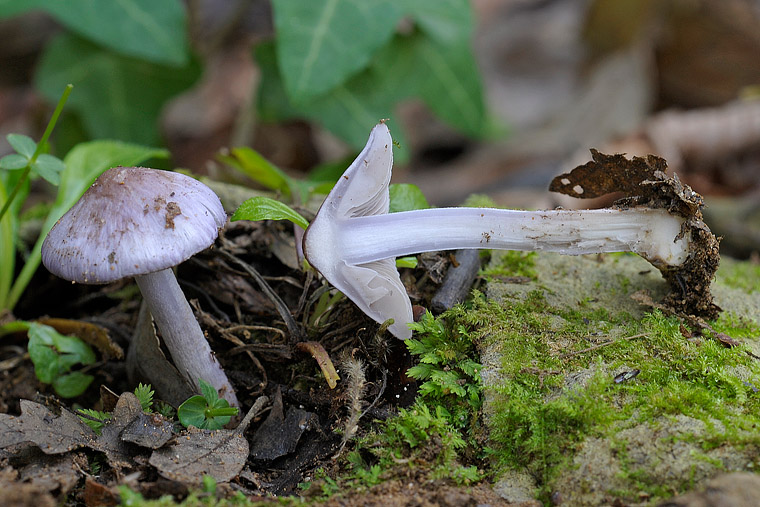 Inocybe geophylla var. lilacina